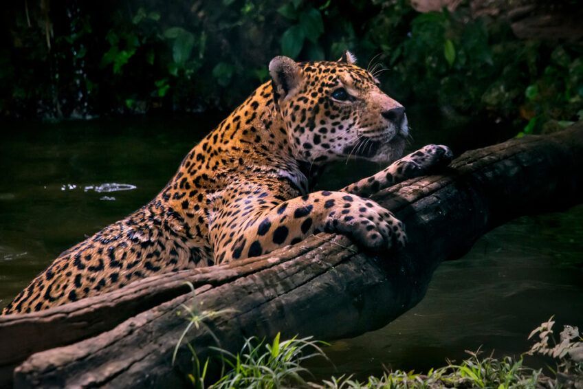 jaguar w wodzie