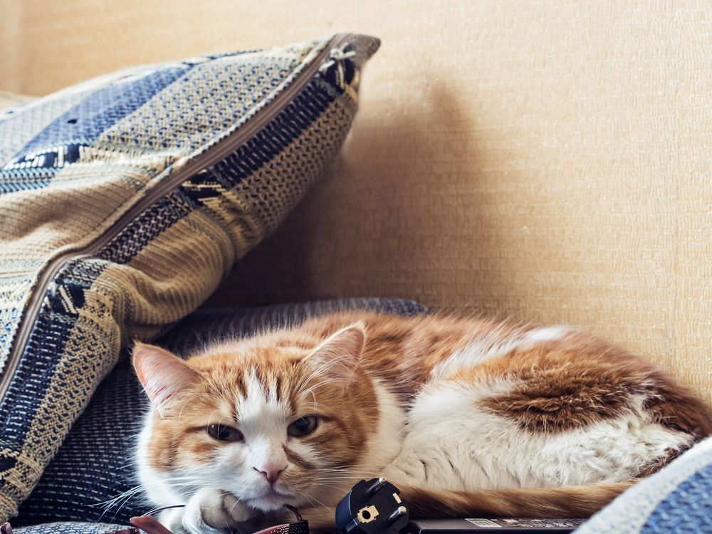 smutny kot czas na dokocenie