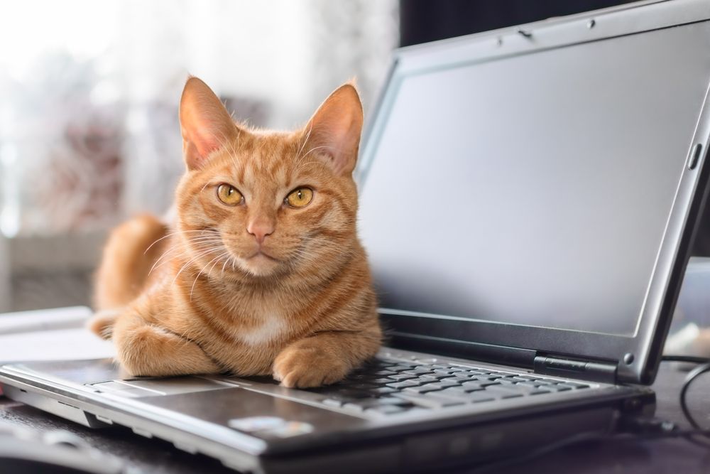 być opiekunem kota, kot na laptopie