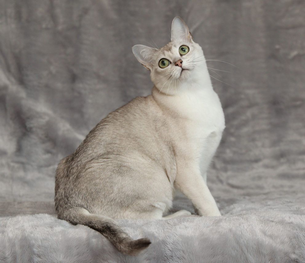 burmilla