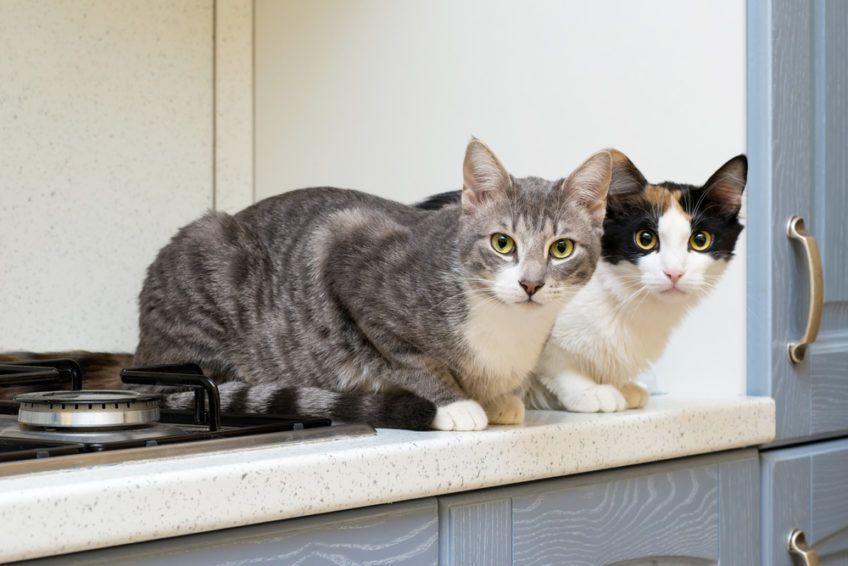 dwa koty w kuchni