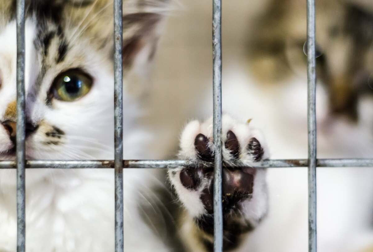 wirtualne adopcje