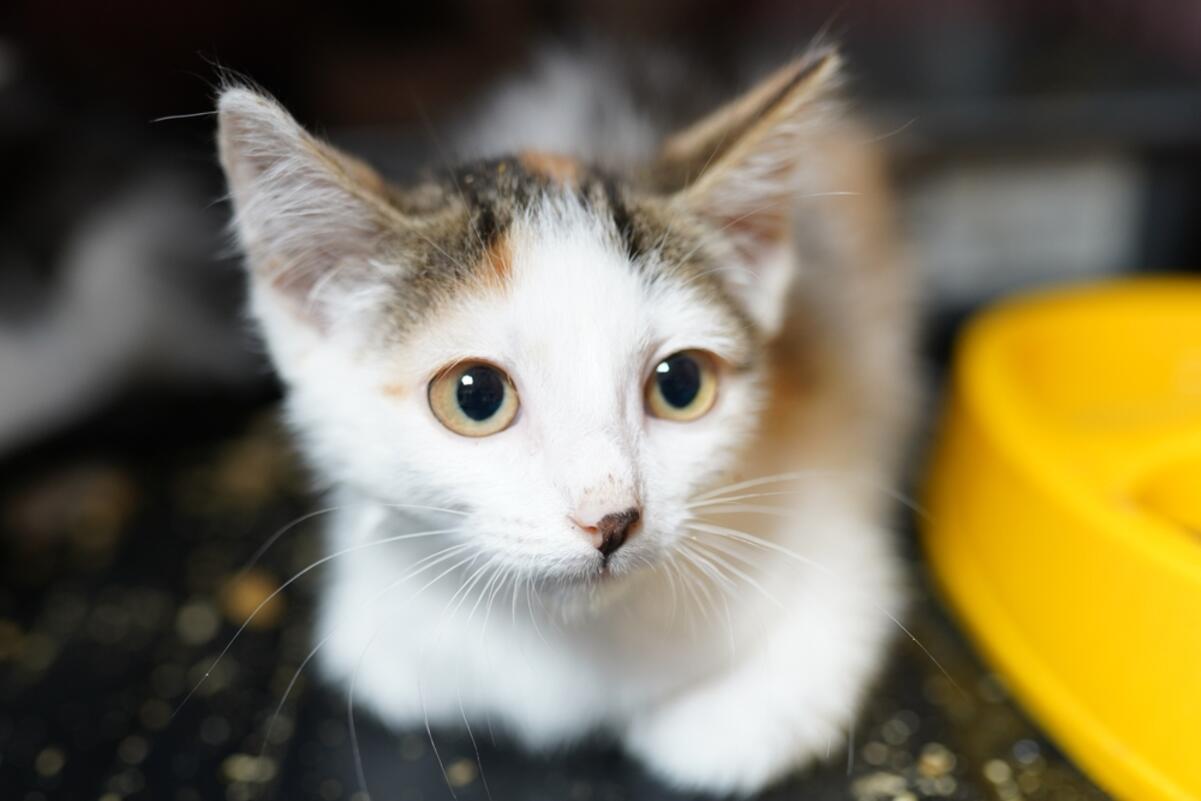 wirtualne adopcje