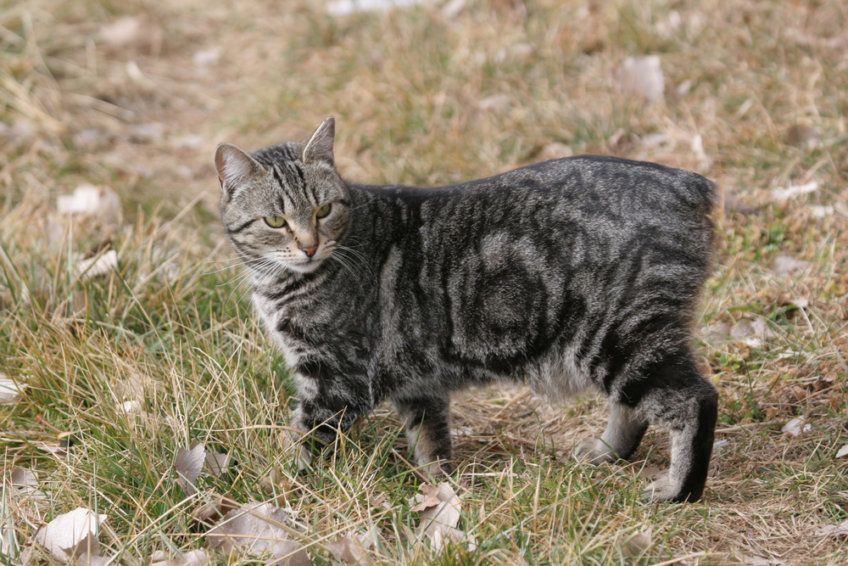 manx, kot bez ogona