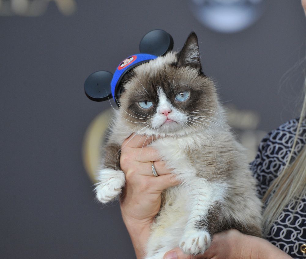 kot w social media Grumpy Cat