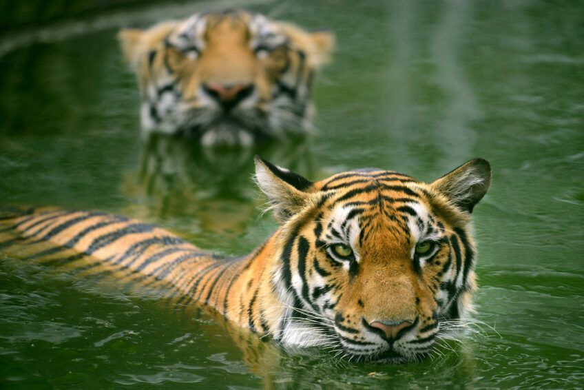 tygrysy bengalskie w wodzie