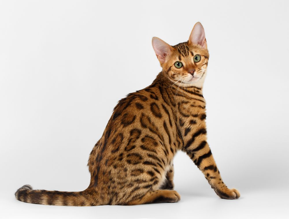 kot bengalski