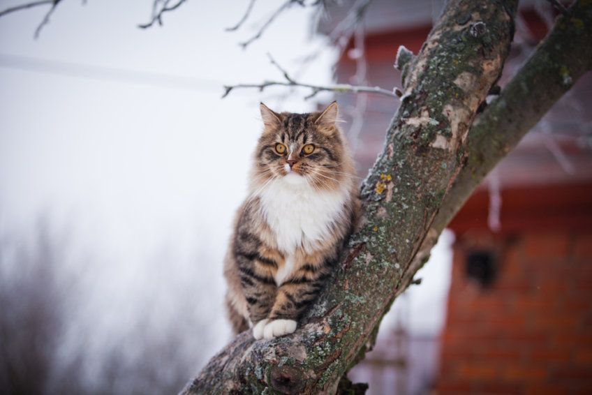 maine coon jak szop pracz