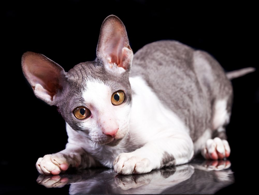 cornish rex reks kornwalijski