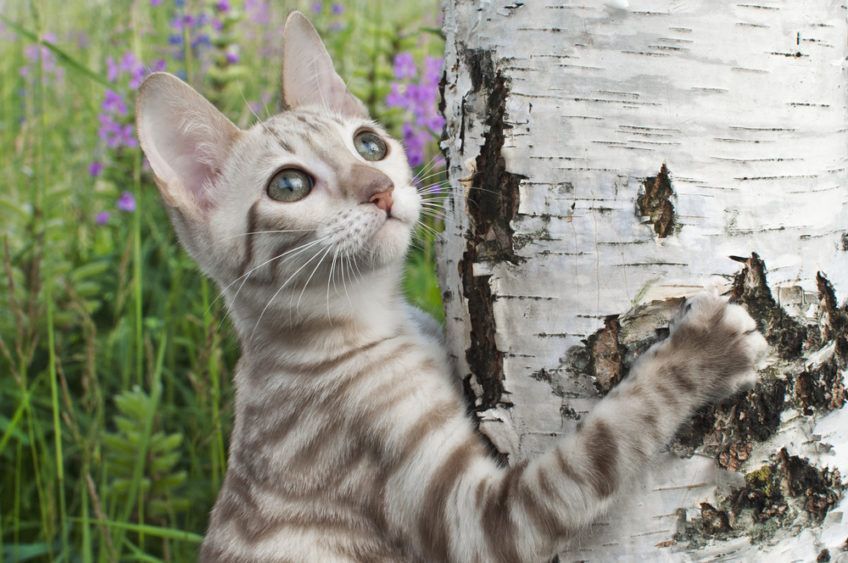 biały toyger
