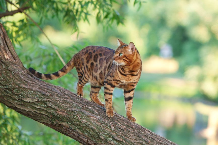 kot bengalski