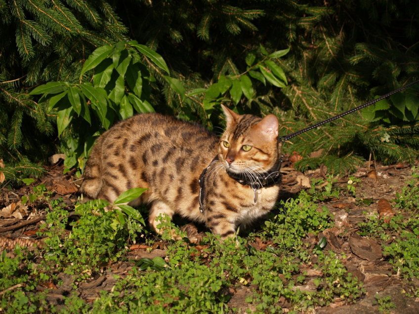 kot savannah na smyczy