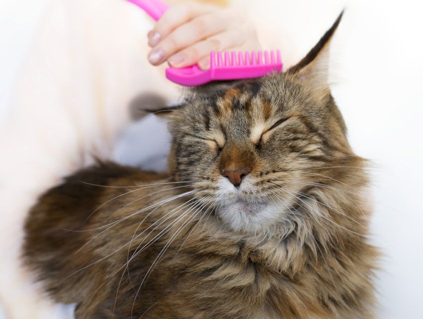 dziwczyna czesze kota rasy maine coon