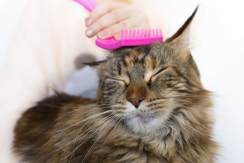 maine coon podczas czesania