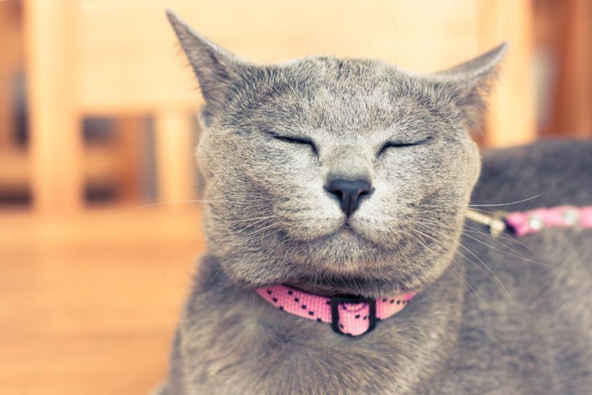 korat