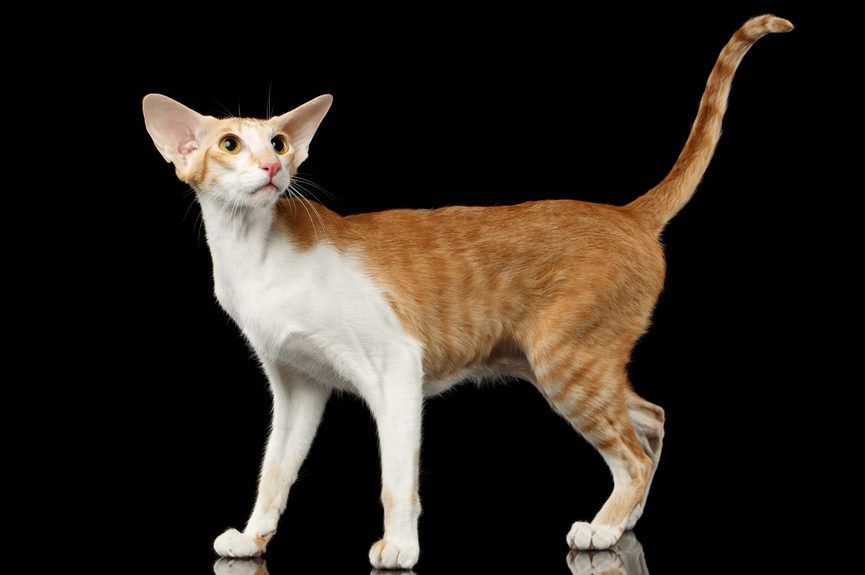 kot orientalny krótkowłosy red tabby