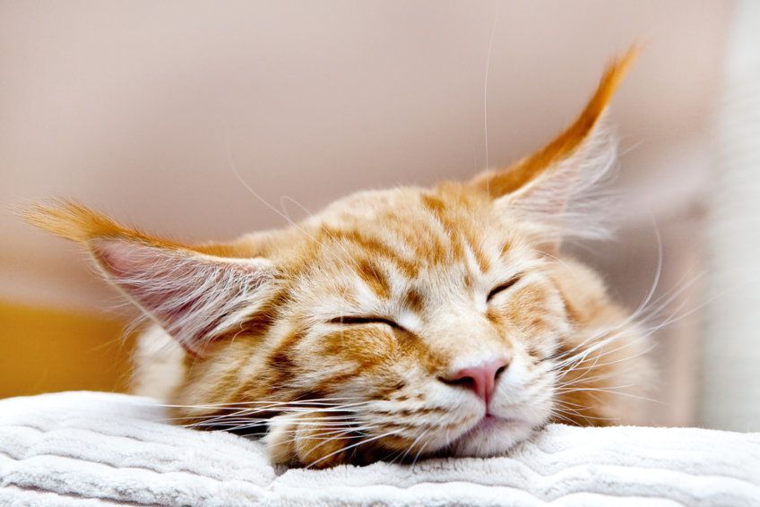 rudy maine coon