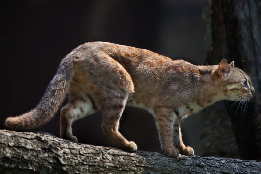 rusty spotted cat