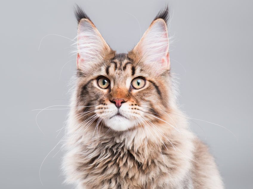 Maine Coon pozuje do zdjęcia na szarym tle