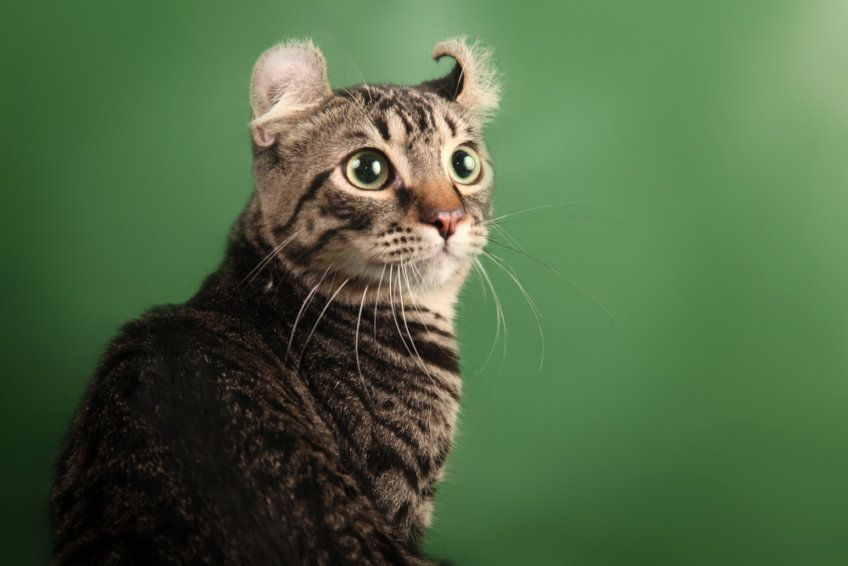 american curl
