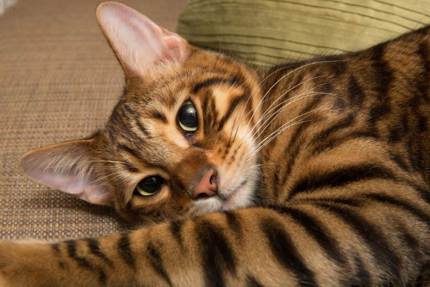 jaki jest toyger