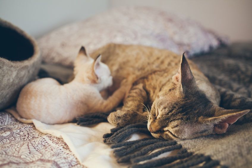 Kotka i kotek rasy Devon Rex śpią razem na kocu