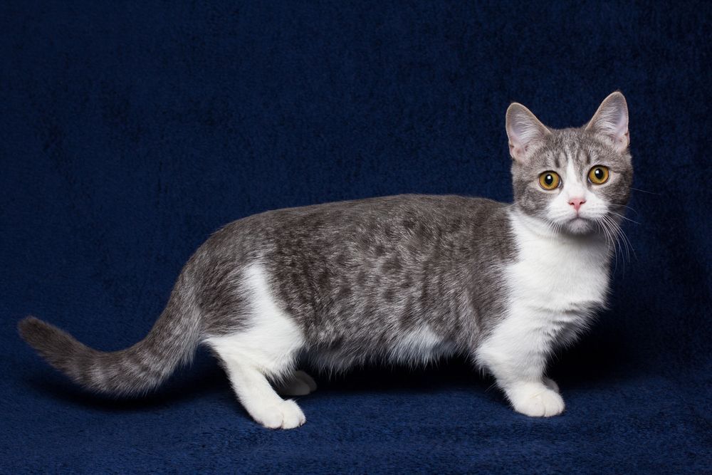 kot munchkin manczkin