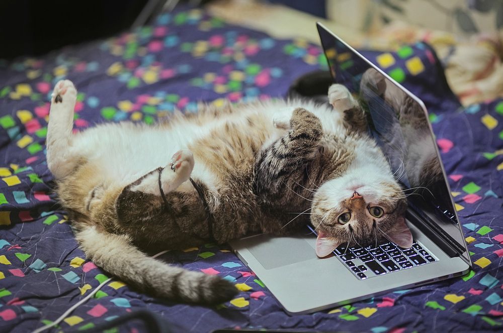 kot leży na laptopie