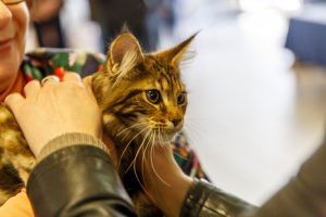 Adopcja kota