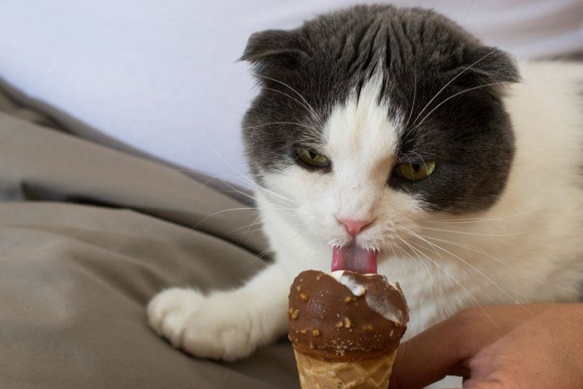 kot je lody