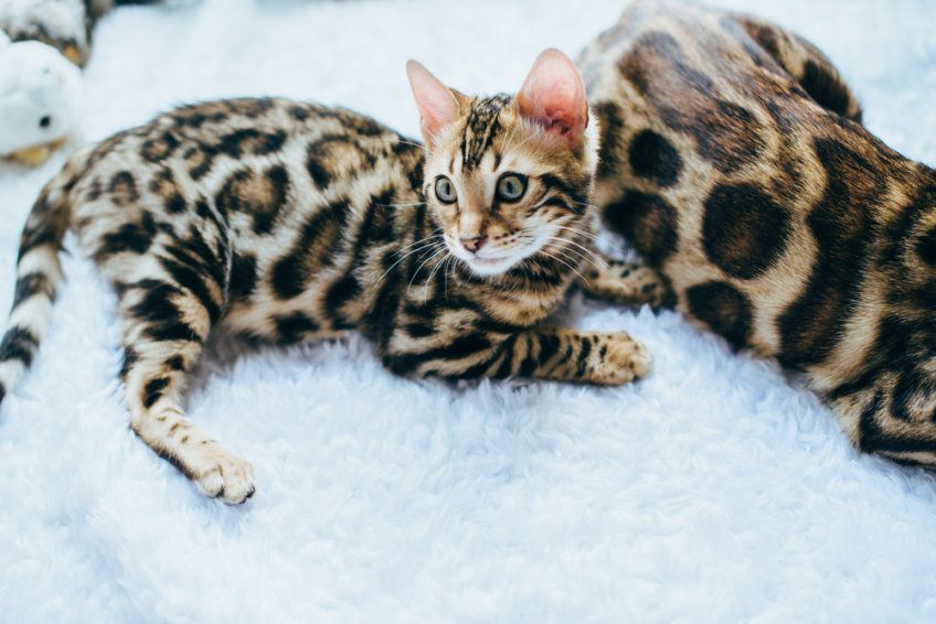 koty bengalskie