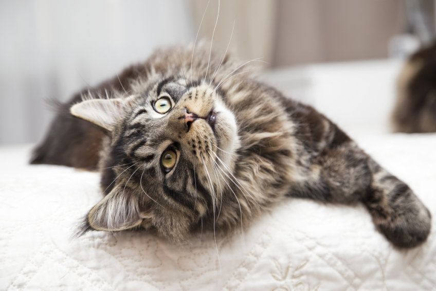maine coon i znak baran