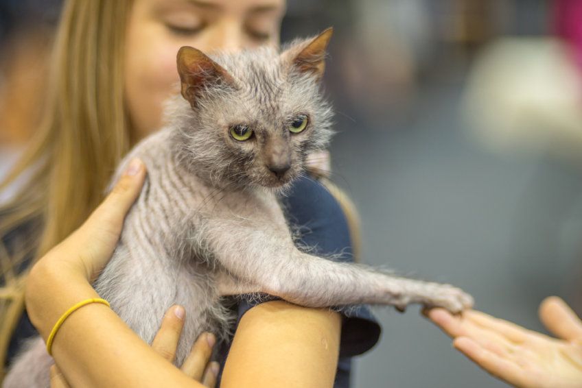 Lykoi kot