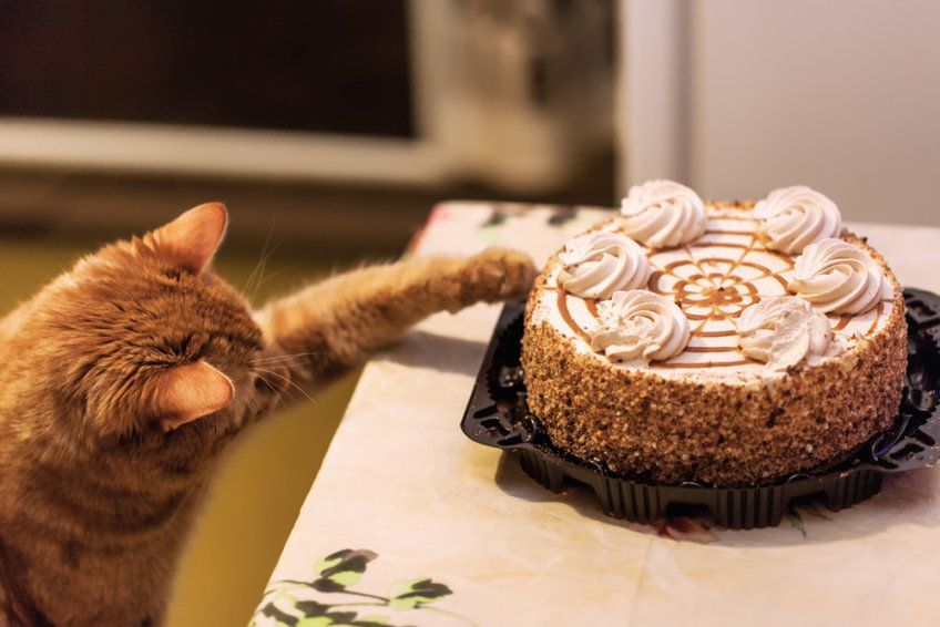 tort na stole i rudy kot