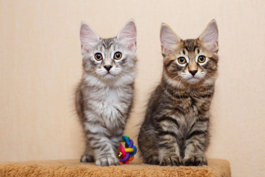 toy bobtails