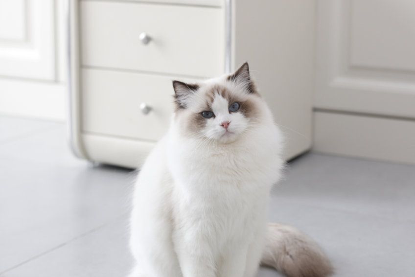 kot ragdoll i rak