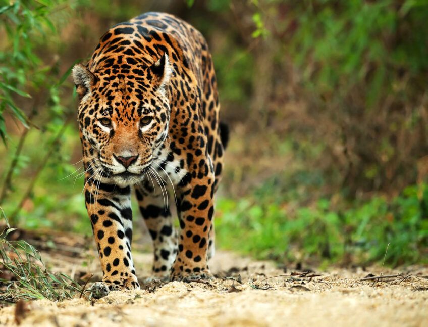 jaguar