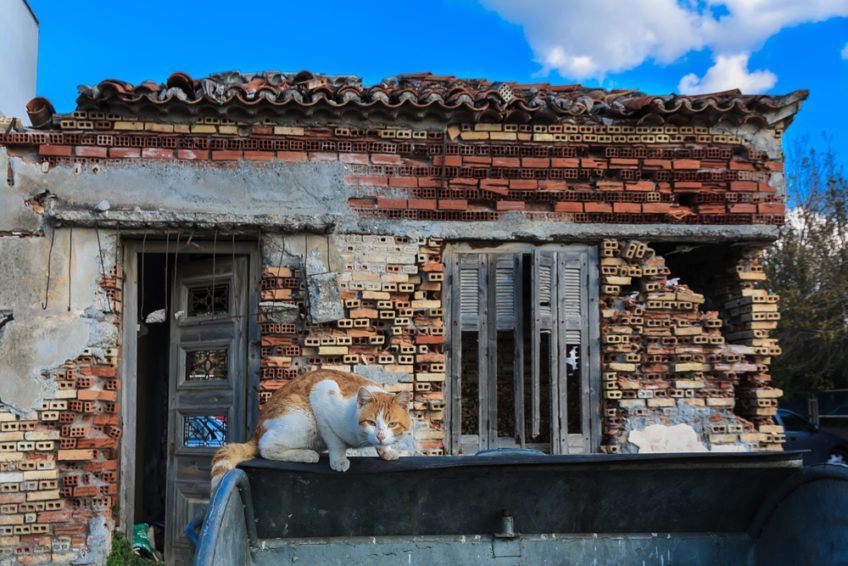 kot w krajobrazie po trzęsieniu ziemi