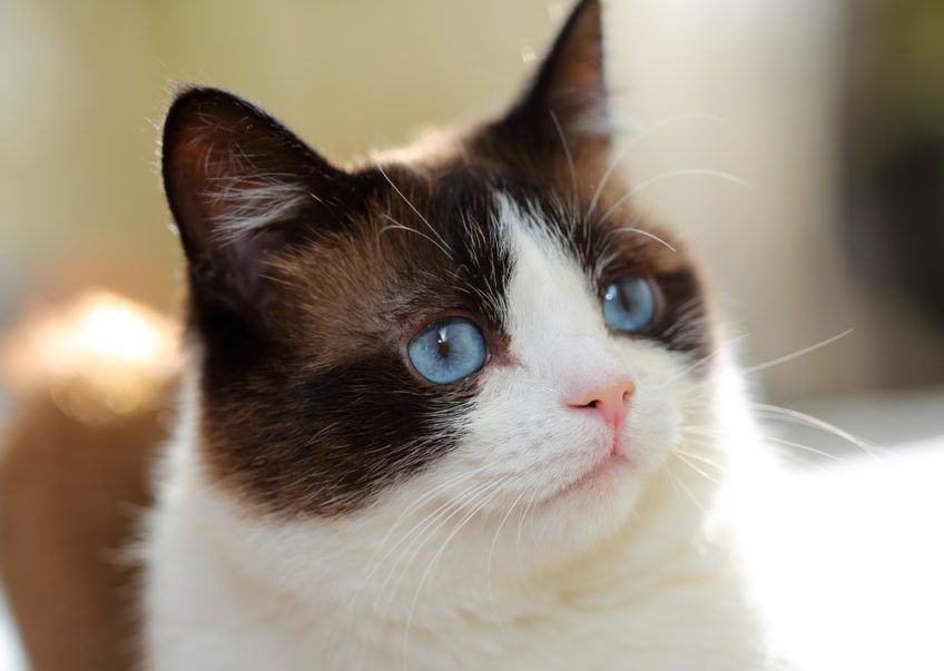 kot snowshoe