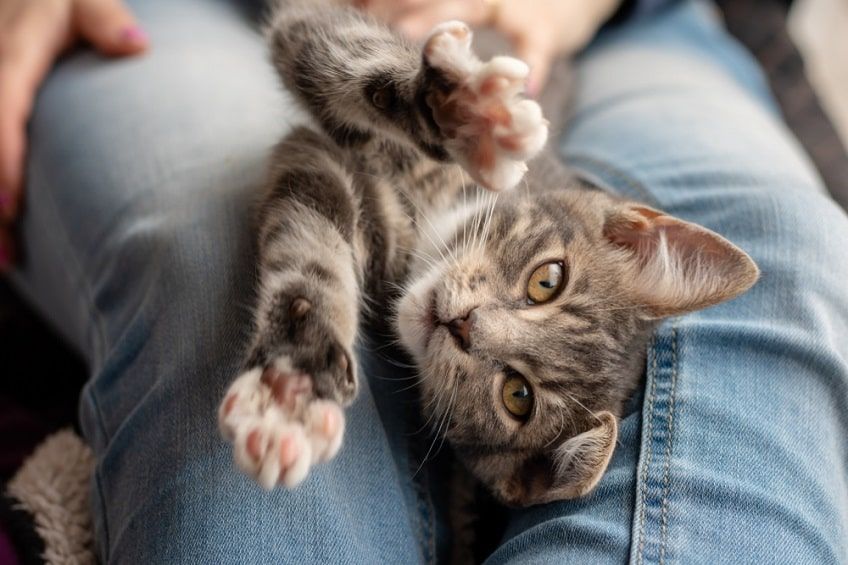 socjalizacja kota z ulicy-min.jpg