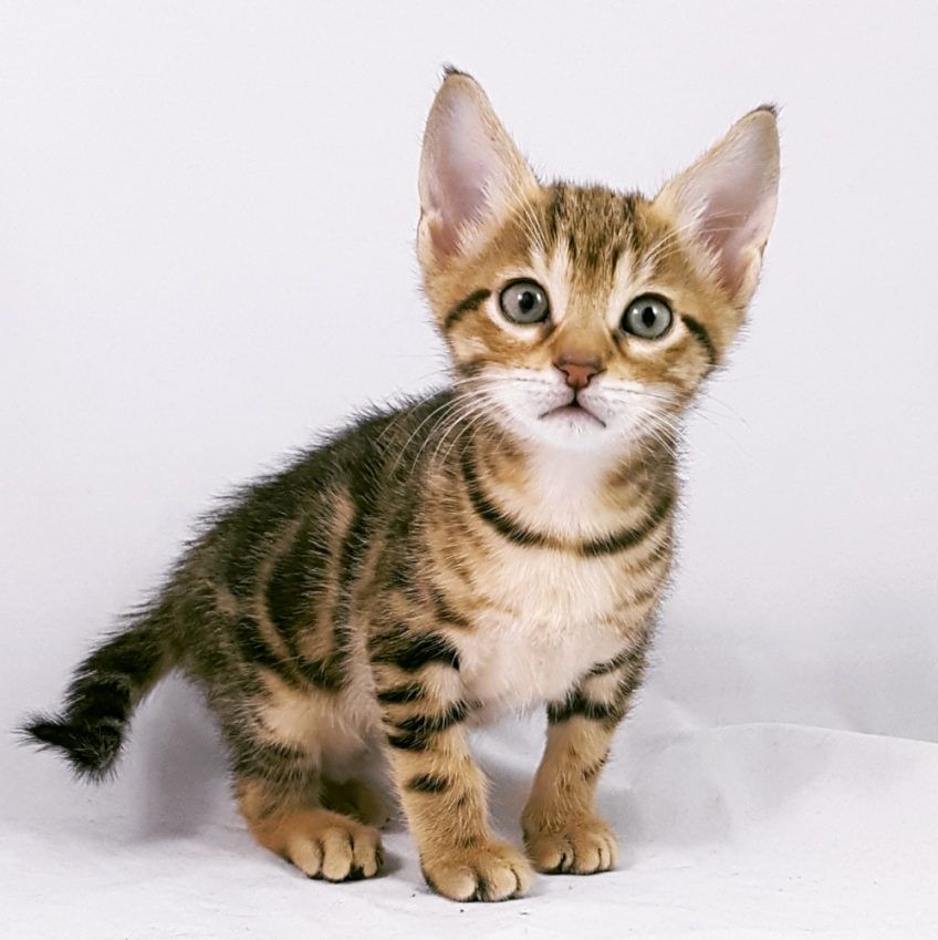 Portret kociaka w studio