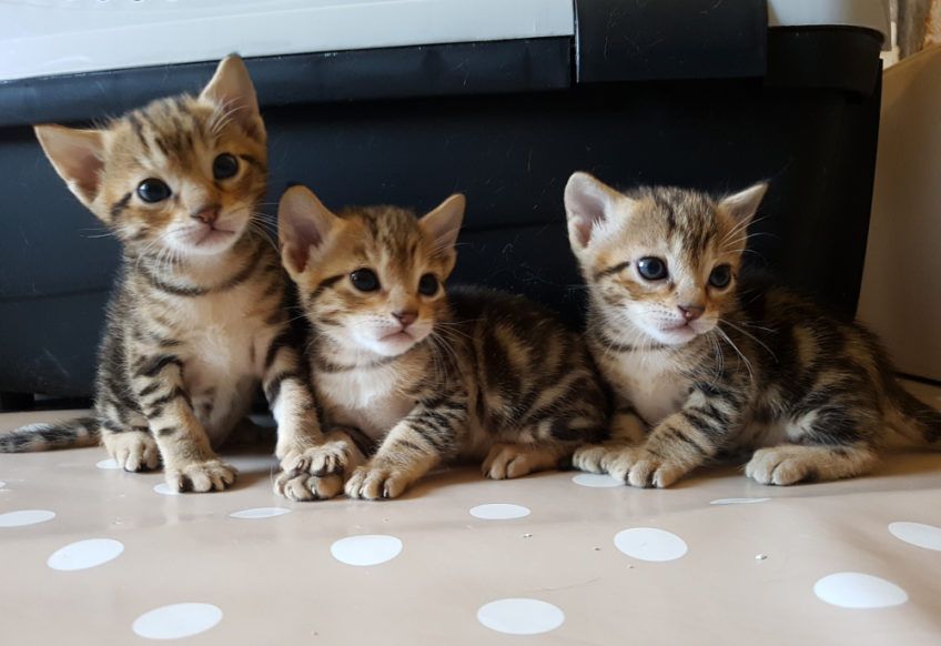 Trzy kocięta sokoke