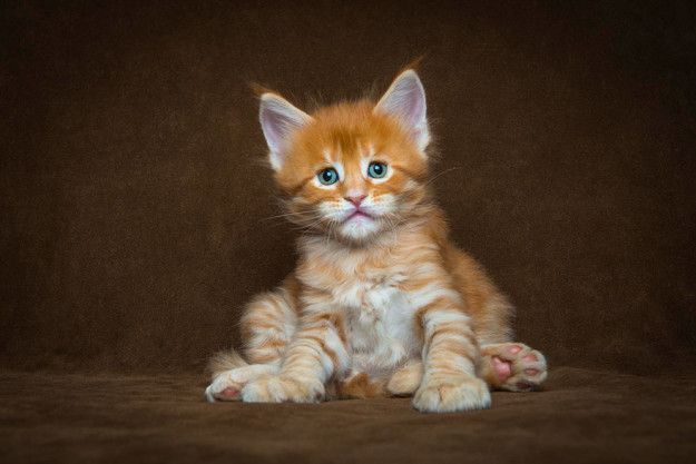 maine coon