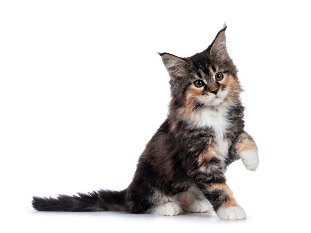 szylkretowy kot maine coon