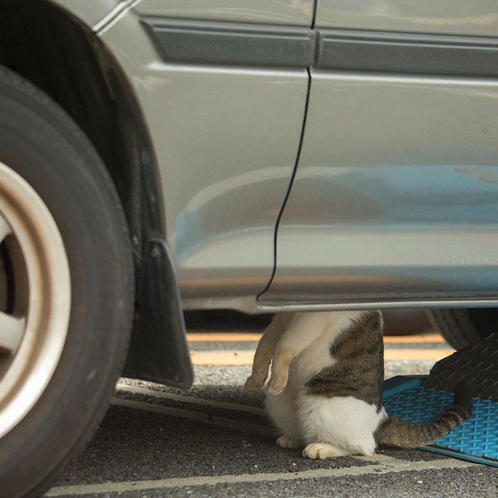 tokyo-stray-cat-photography-busanyan-masayuki-oki-japan-a17-57616a1d47d44__700.jpg