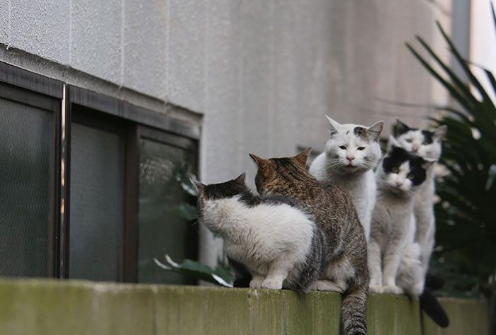 tokyo-stray-cat-photography-busanyan-masayuki-oki-japan-a25-57616a39efdd9__700.jpg
