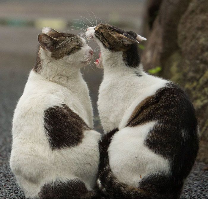 tokyo-stray-cat-photography-busanyan-masayuki-oki-japan-a38-57616a5f77b89__700.jpg