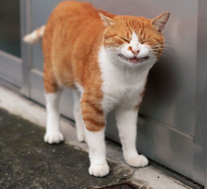 tokyo-stray-cat-photography-busanyan-masayuki-oki-japan-a49.jpg