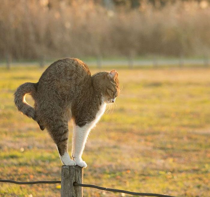 tokyo-stray-cat-photography-busanyan-masayuki-oki-japan-a4-576169f36613f__700.jpg