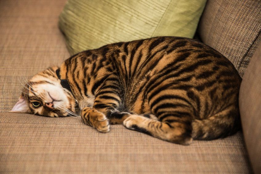 Toyger wylegujący się na kanapie